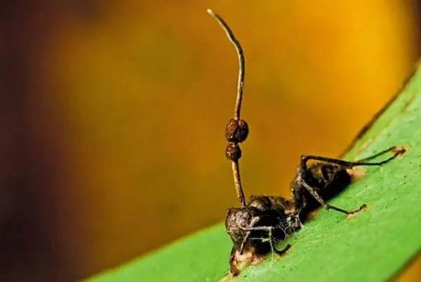 僵尸蚂蚁真的存在吗？僵尸蚂蚁会不会咬人