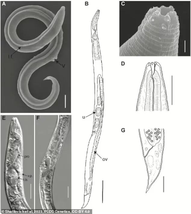 西伯利亚冻土中沉睡4.6万年的生物被科学家复苏了 网友：太吓人