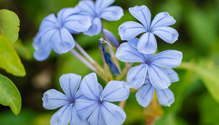 蓝色好看的花有哪些