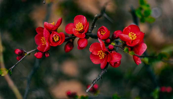 海棠花怎么修剪海棠花的修剪方法