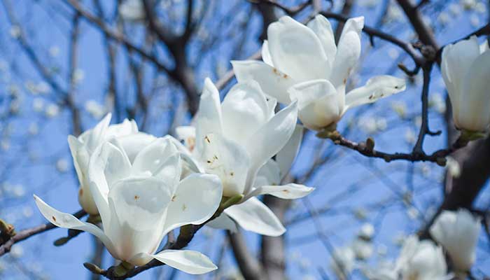 开红花又开白花的树是什么树