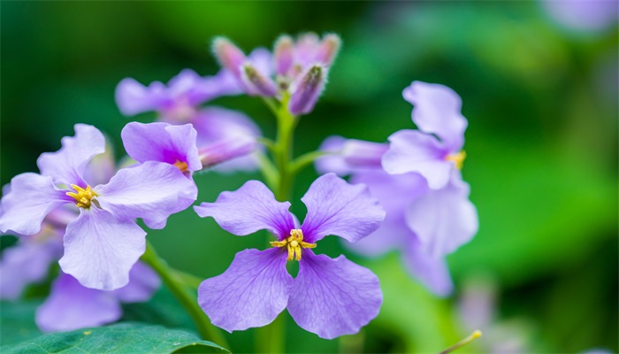 四瓣花朵简笔画