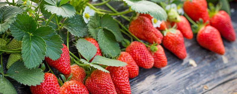 野草莓和蛇莓有什么区别