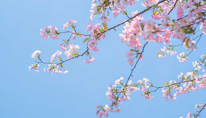 海棠花怎么修剪海棠花的修剪方法