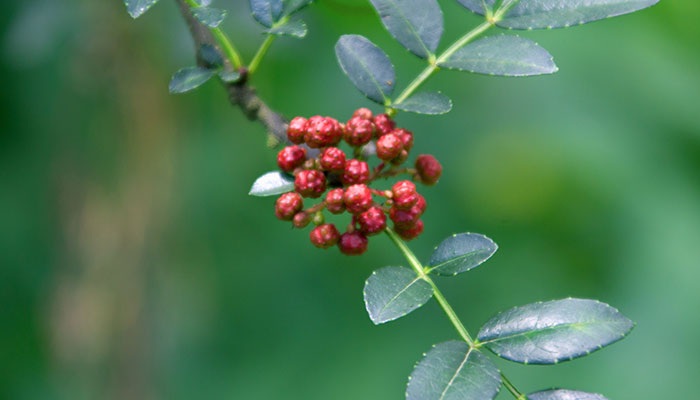 花椒树怎么修剪花椒树的修剪方法