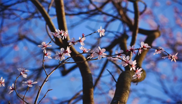 杏花啥时候开什么季节