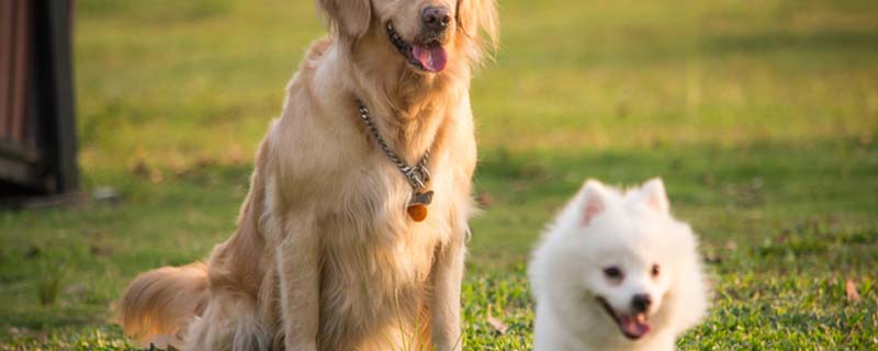 训练金毛犬有哪二十九个动作?