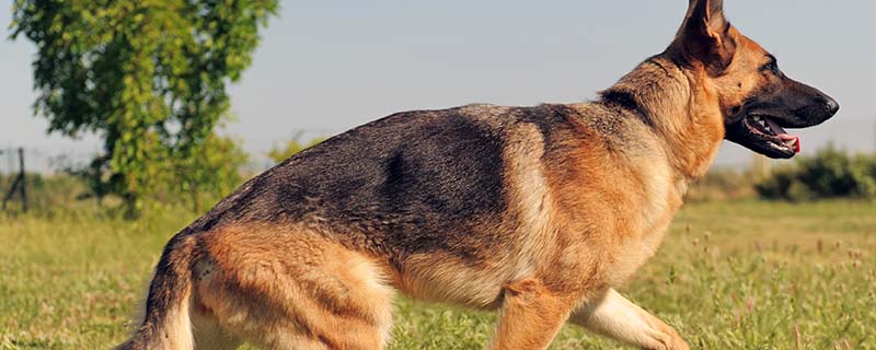 德国牧羊犬最佳训练时间