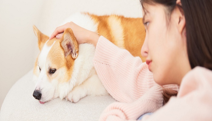 狗狗能吃香蕉吗狗狗的一些禁忌食物