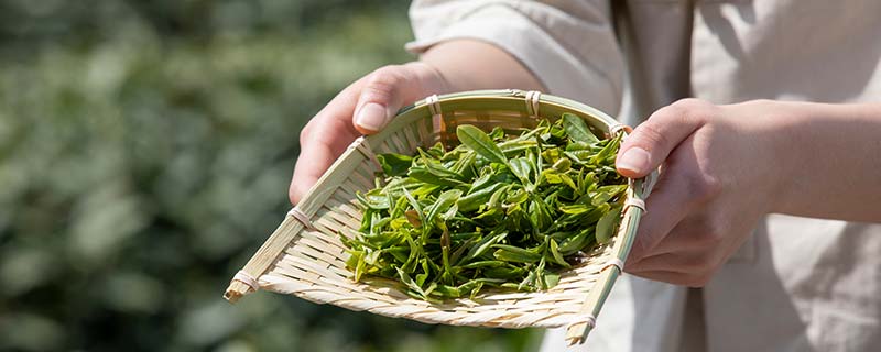 茶水能解酒醉吗