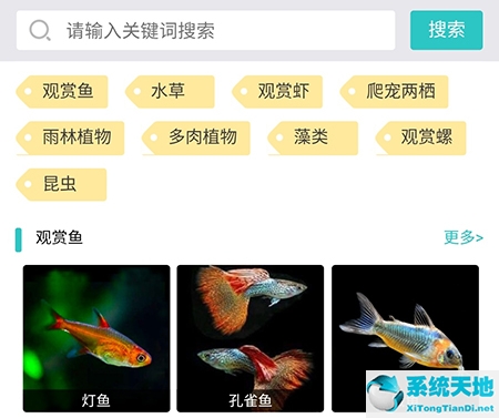 泡泡水族怎么改名字(泡泡水族论坛官方下载)