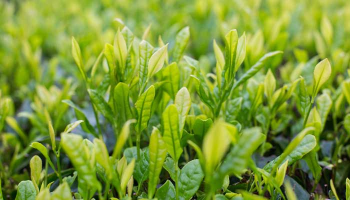 杜仲雄花属于什么茶杜仲雄花葛根益肝茶