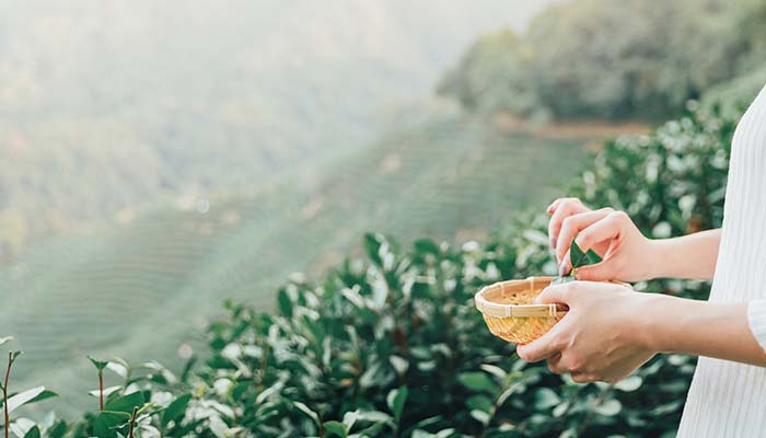 安溪铁观音是绿茶还是红茶