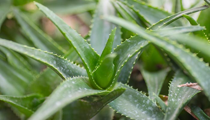 芦荟可以治疗烫伤吗