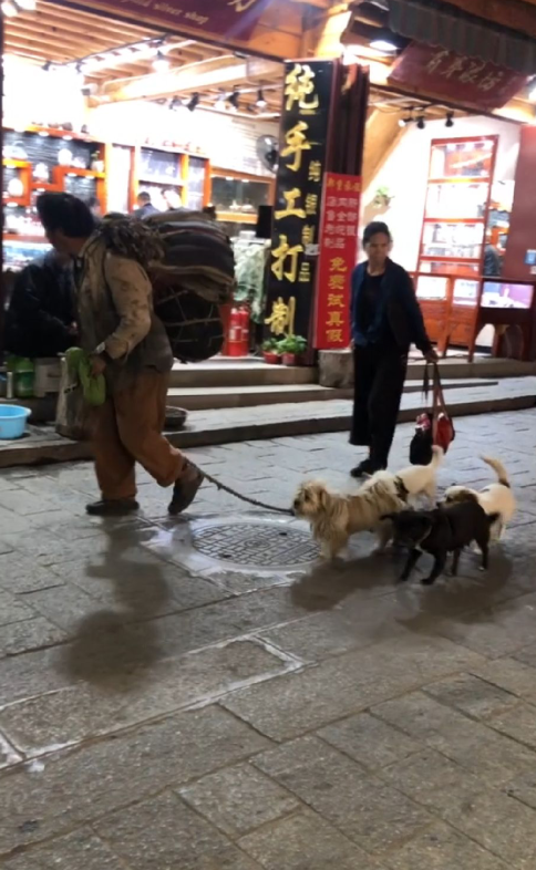 抖音正能量带着五只狗在大理流浪