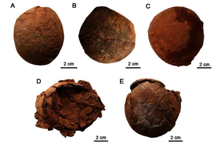 山东莱阳发现恐龙蛋新蛋种