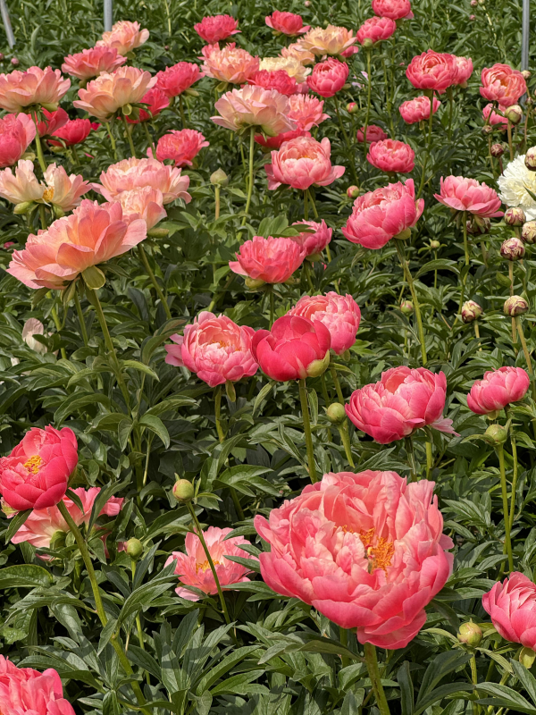 芍药上头！盒马花园可以簪花啦